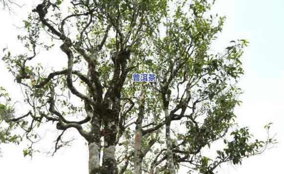 老班章茶王树68万：3200年古树茶1068万，同村另株32万一斤