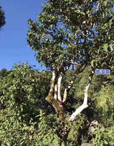 老班章茶王树68万：3200年古树茶1068万，同村另株32万一斤