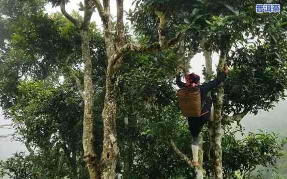 老挝高山古树茶，品味老挝高山古树茶：独特口感与历史文化的交融