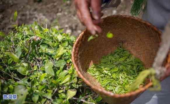 怎样选择好喝的农家散装普洱茶？