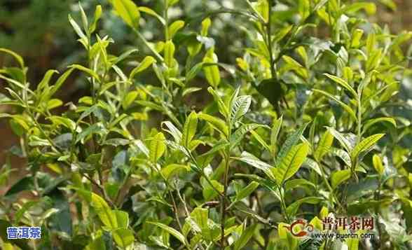 普洱茶帕沙古树价格2020年，【2020最新】普洱茶帕沙古树价格行情分析