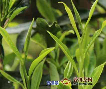 普洱茶帕沙古树价格2020年，【2020最新】普洱茶帕沙古树价格行情分析