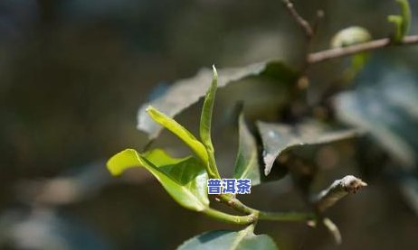 贺开普洱茶叶价格多少，贺开普洱茶叶价格一览，品质与价格的完美平衡