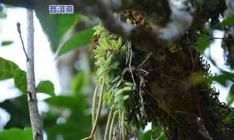 贺开普洱茶叶价格多少，贺开普洱茶叶价格一览，品质与价格的完美平衡