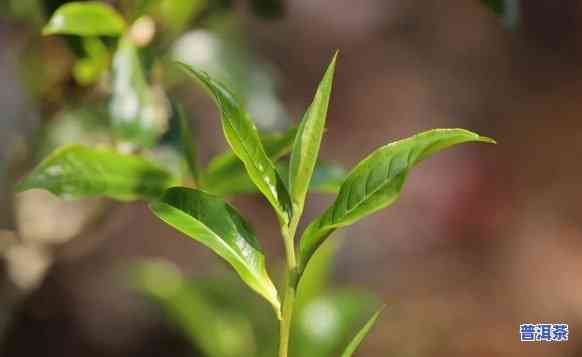 普洱茶古树最多的山头是什么，探寻普洱茶古树之最：揭秘古树最多的山头