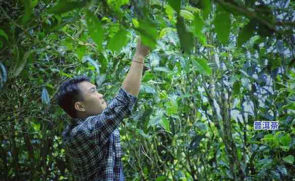 布朗山老班章村民小组茶农协会，深入熟悉布朗山老班章：探访茶农协会的日常工作与生活