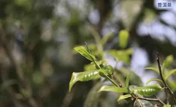 普洱茶是不是具有中小叶茶的香气？