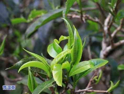 普洱四大名茶是哪些茶？详解其种类与特点