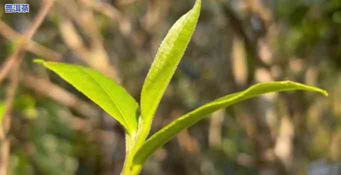 布朗山新班章老树茶，探寻茶叶珍品：布朗山新班章老树茶的魅力与故事