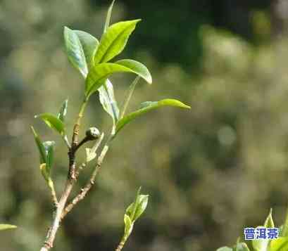 布朗山新班章老树茶，探寻茶叶珍品：布朗山新班章老树茶的魅力与故事