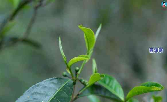 布朗山新班章老树茶，探寻茶叶珍品：布朗山新班章老树茶的魅力与故事