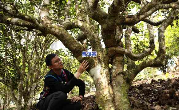 深入熟悉：老班章分别由哪些树种构成，又可分为哪几种不同类型？