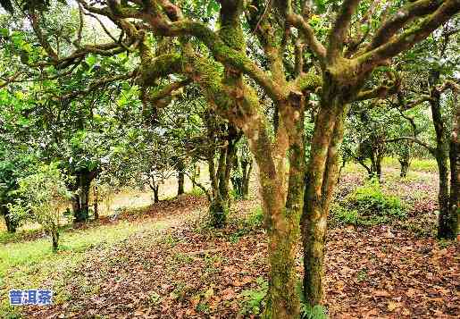 勐海县布朗山老班章古树茶园基地，探访云南布朗山：老班章古树茶园基地的魅力