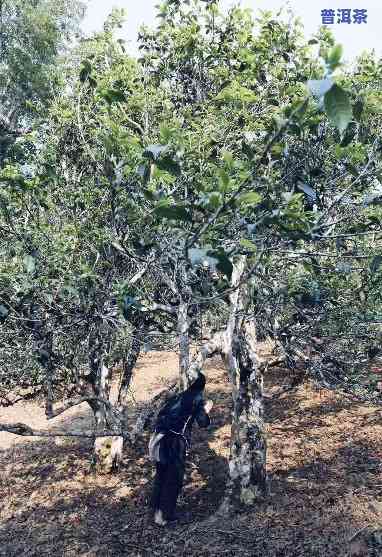 勐海县布朗山老班章古树茶园基地，探访云南布朗山：老班章古树茶园基地的魅力