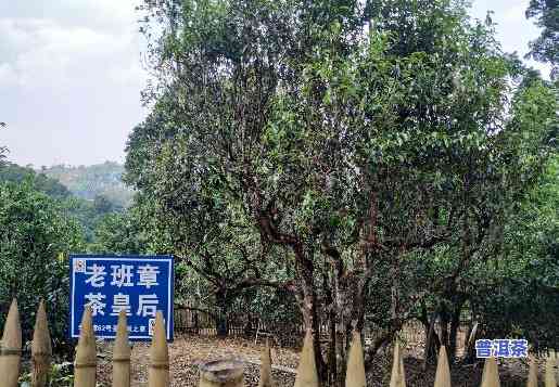 勐海县布朗山老班章古树茶园基地，探访云南布朗山：老班章古树茶园基地的魅力