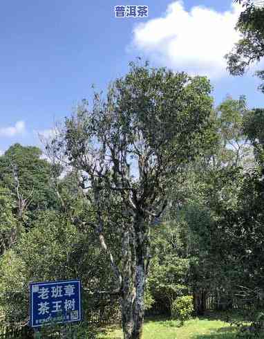 勐海县布朗山老班章古树茶园基地，探访云南布朗山：老班章古树茶园基地的魅力