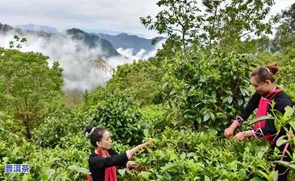 西双版纳景洪市普洱茶：文化、生态旅游与产业发展深度结合