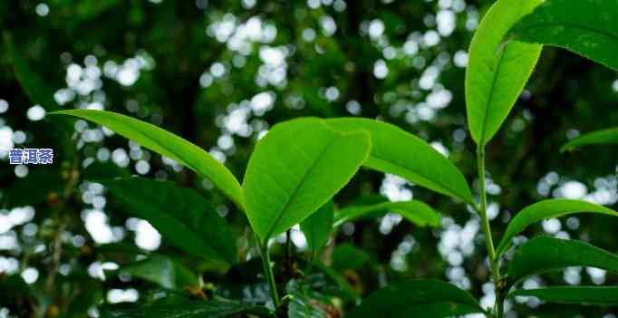 普洱茶回甘好无茶香-普洱茶回甘好无茶香怎么回事