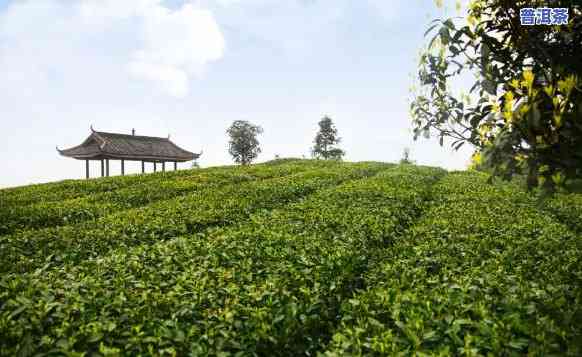 天府名茶，品味天府，享受名茶——探寻四川茶叶文化之旅