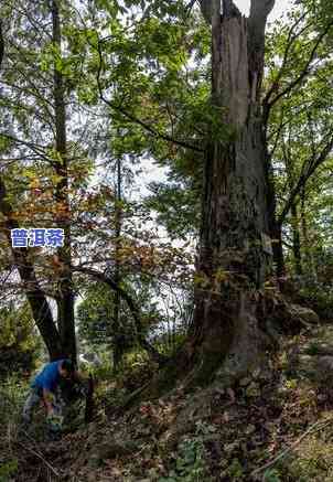 安徽古树名录，探寻千年古韵：安徽古树名录一览