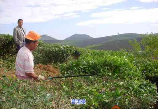 大渡岗普洱茶厂老板是哪里人，揭秘大渡岗普洱茶厂老板的籍贯与背景