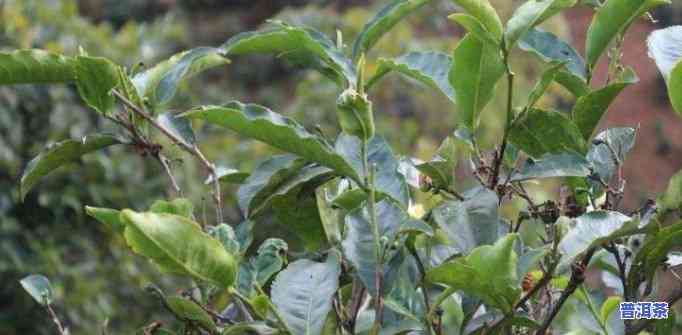 普洱茶树北方能种吗现在，普洱茶树能否在北方种植？现在的可行性怎样？