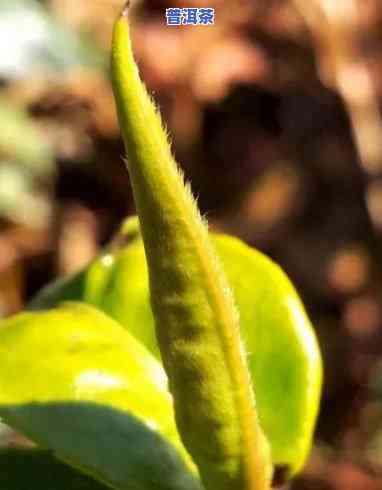 普洱嫩芽是什么茶，探索茶叶世界：熟悉普洱嫩芽的品种和特点