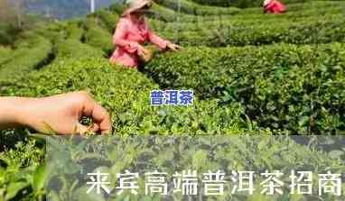 来宾普洱茶总部代理-来宾普洱茶总部代理电话