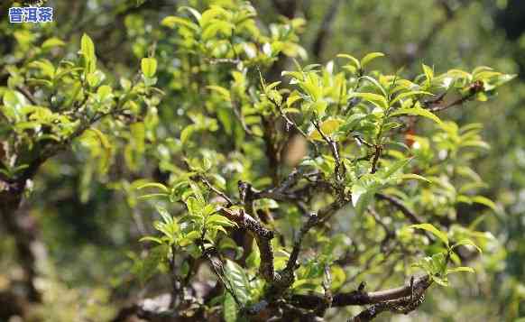 老茶树普洱茶叶价格-老茶树普洱茶叶价格表