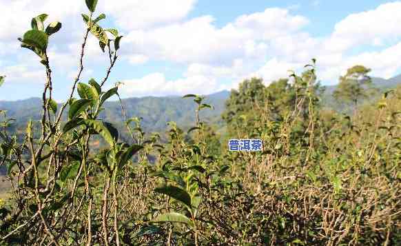 藤条茶和普洱茶一样吗，藤条茶与普洱茶：有何不同？