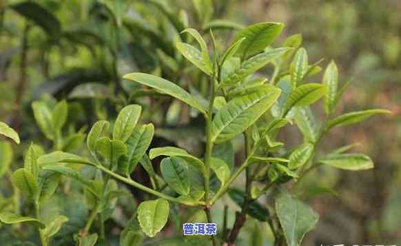 藤条茶和普洱茶一样吗，藤条茶与普洱茶：有何不同？