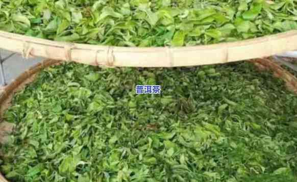 普洱茶是不是萎凋了怎么看-普洱茶是不是萎凋了怎么看出来