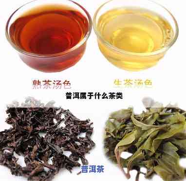 普洱茶中性茶有哪些品种-普洱茶中性茶有哪些品种图片