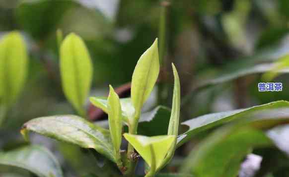 喝普洱茶是不是饿的快些-喝普洱茶是不是饿的快些呢