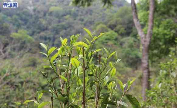 桃子山小高杆普洱茶口感-桃子山普洱怎么样