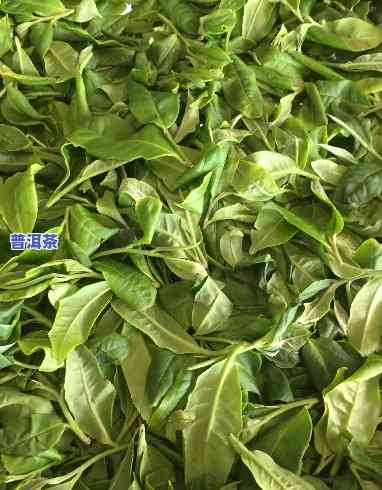 昆明的普洱茶叶有哪些，探秘昆明：知名普洱茶叶一览