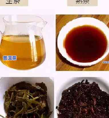 俊仲号7698老树普洱茶：熟茶与生茶的价格比较