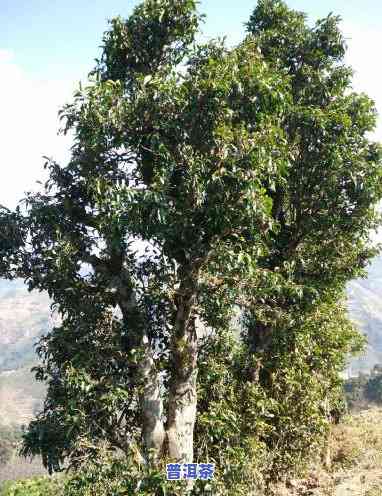 普洱茶是什么品种？详解其来源与茶树种类