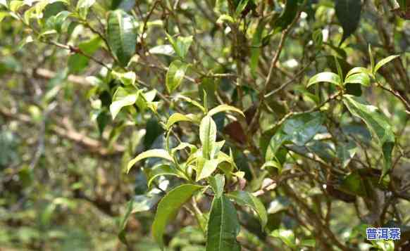 普洱茶生茶内含物质图片，探究普洱茶生茶的奥秘：揭秘其内含物质的美丽图片