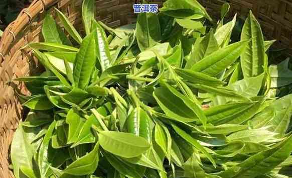 红茶要比普洱茶更安全吗，普洱茶与红茶：哪一种更安全？探讨茶叶的安全性疑问