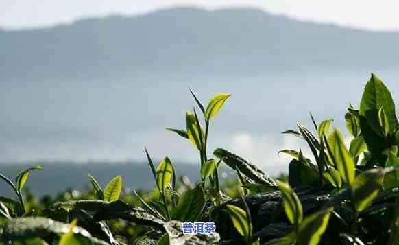 四川产普洱茶吗？探究四川普洱茶的产地与种植情况