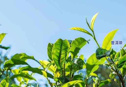 四川产普洱茶吗？探究四川普洱茶的产地与种植情况