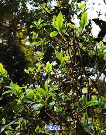 古树普洱茶树图片，欣赏古老韵味：珍贵的古树普洱茶树图片