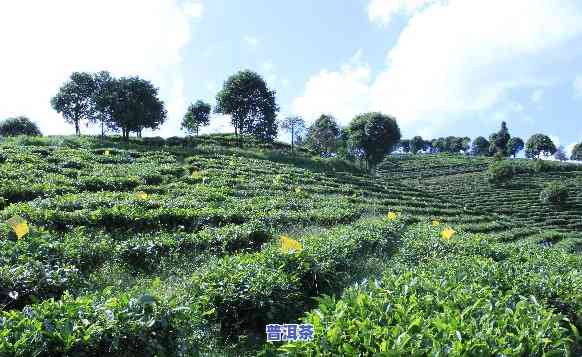 普洱茶代理商怎么做-普洱茶代理的坑