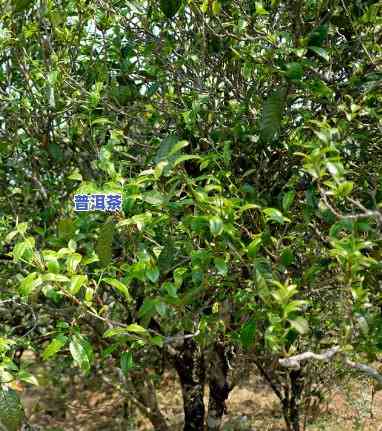 探究永德梅子箐茶的特别特性及其市场价格