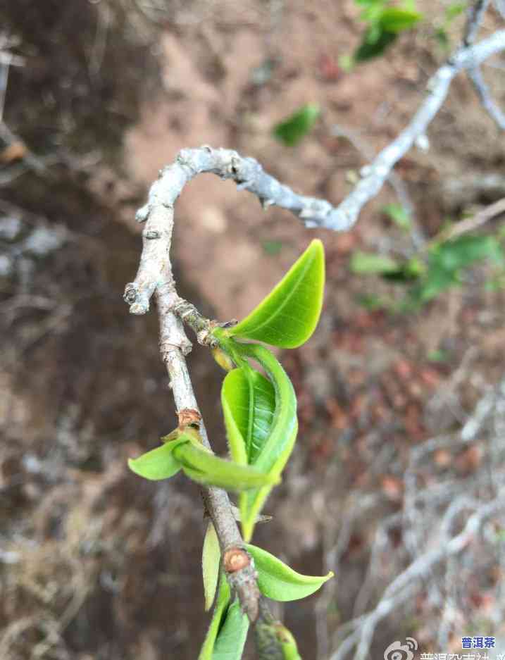 岩茶是不是真的比普洱好喝？探讨茶叶口感的差异与评价标准