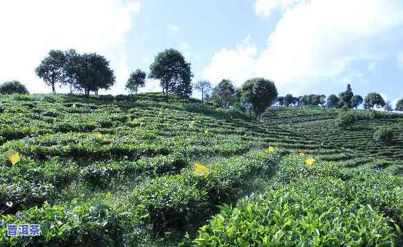 做普洱茶代理靠谱吗-普洱茶代理骗局