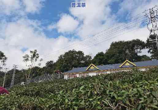 云南普洱茶直播基地：位置与特色介绍