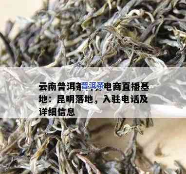 云南普洱茶直播基地：位置与特色介绍