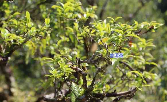 临沧普洱茶价位多少一斤-临沧普洱茶价位多少一斤啊